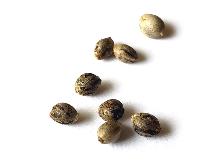 Cannabis Weed Seeds