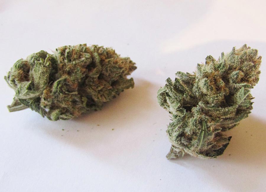 Cannabis Bud up close