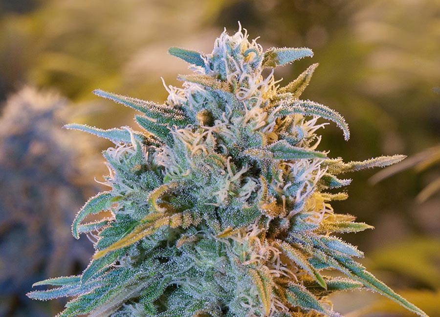 Cannabis Plant Fully Grown