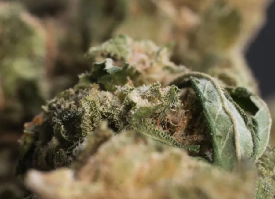 Cannabis Bud Up Close, Blue Dream Nug