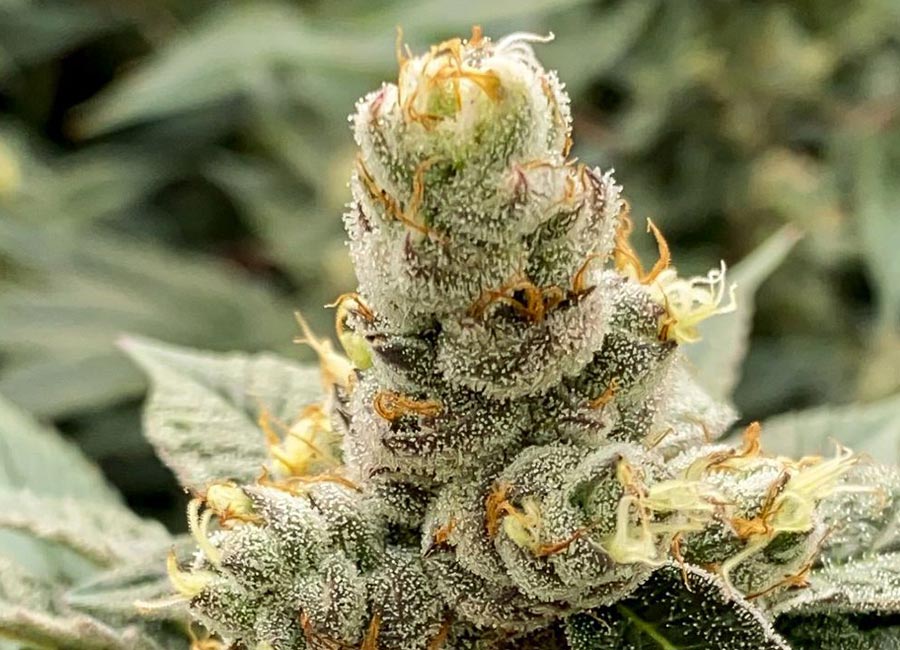 Cannabis Plant Up Close, GMO Cookies Feminized