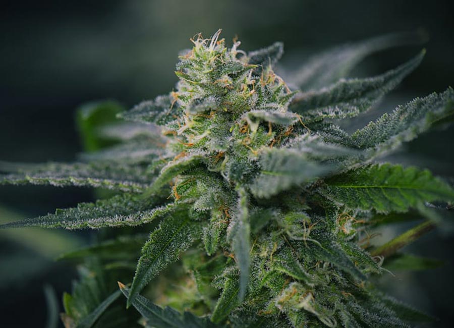 Cannabis Plant, Gary Payton Strain