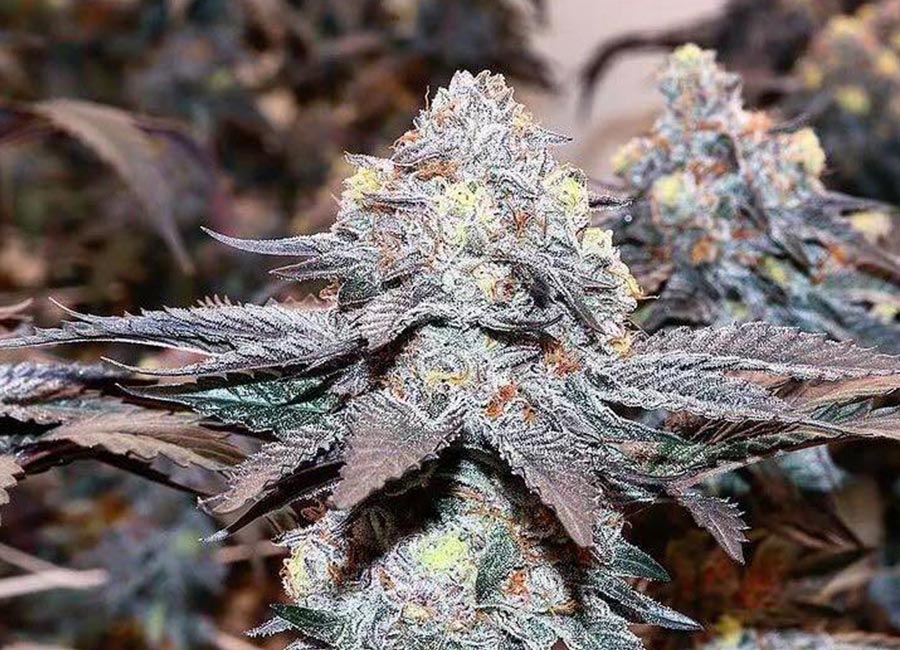 Cannabis Plant Fully Grown