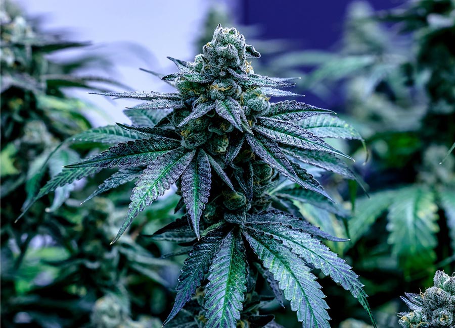 hybrid strain - Cannabis Plant