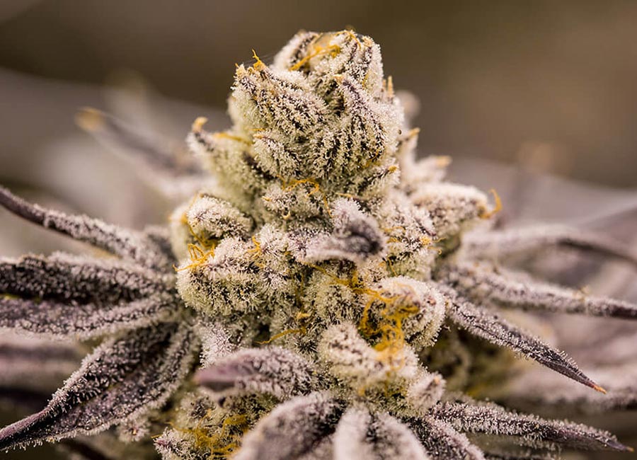 Cannabis Plant, Purple Punch Feminized