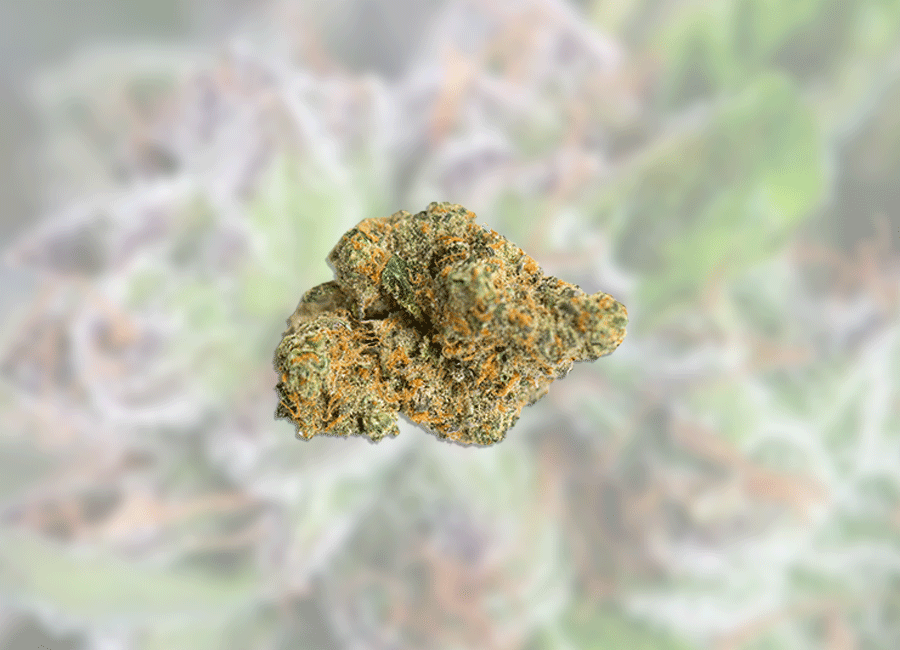 Cannabis Bud, Watermelon Zkittlez nug