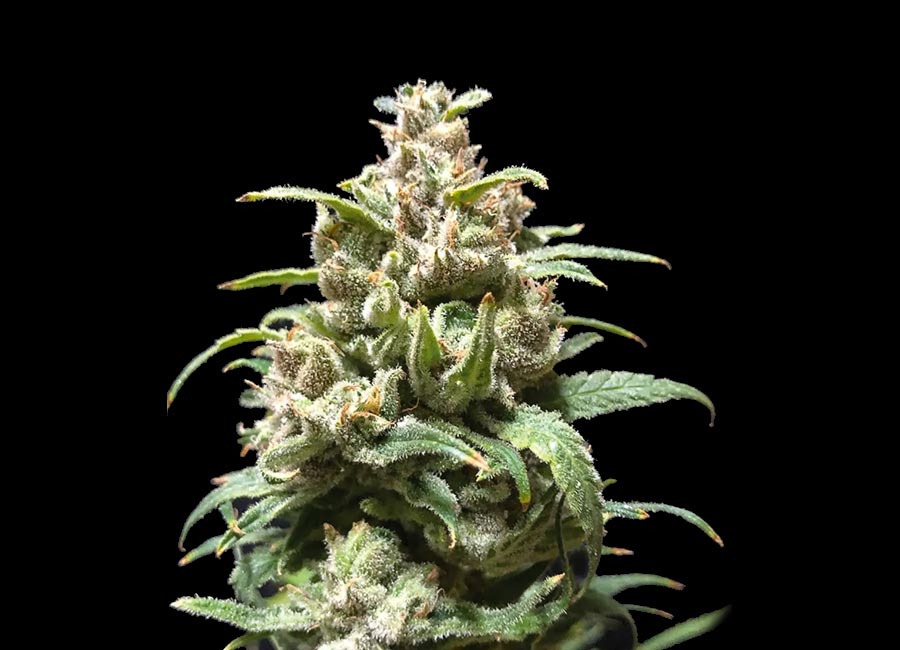 cannabis plant fully grown up close Zkittlez strain