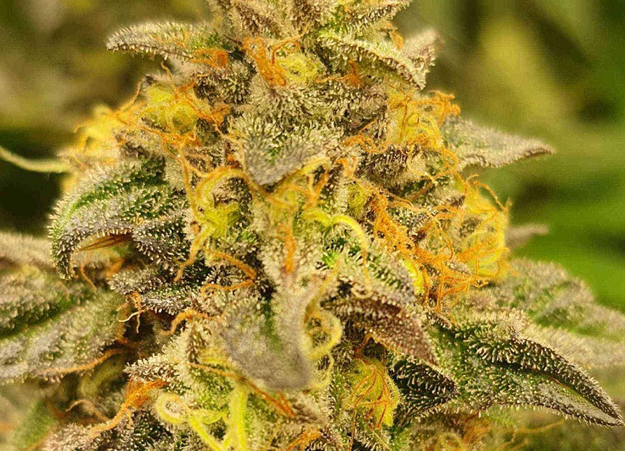 hybrid strain - Feminized Cannabis Plant