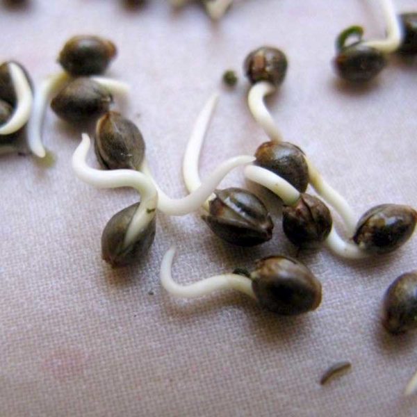 cannabis seeds germinating in towel