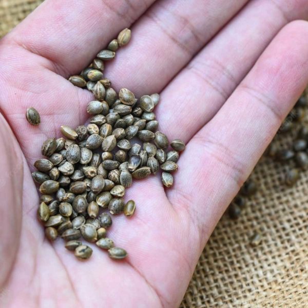 seeds in hand