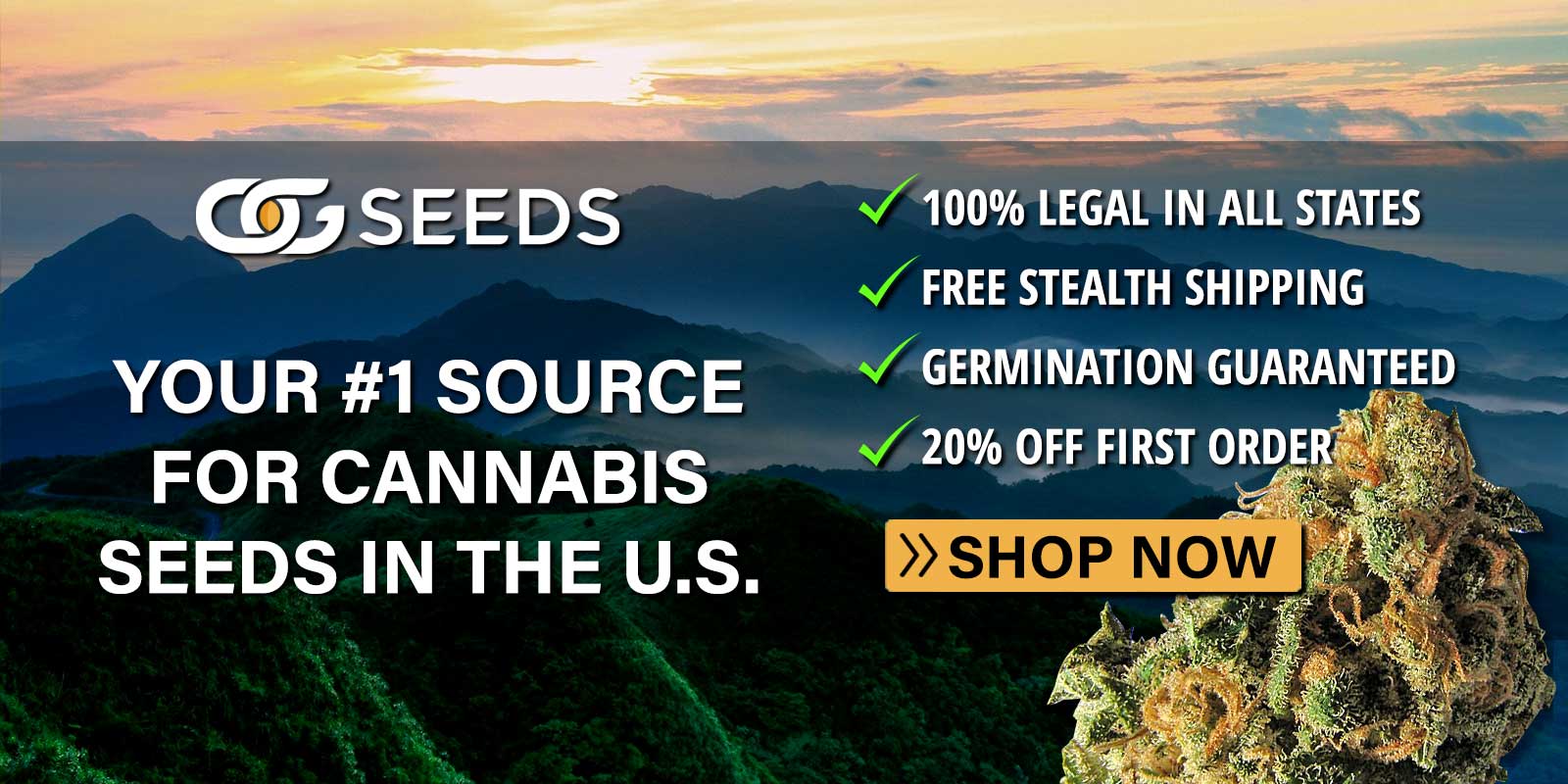 Cannabis seeds buy online