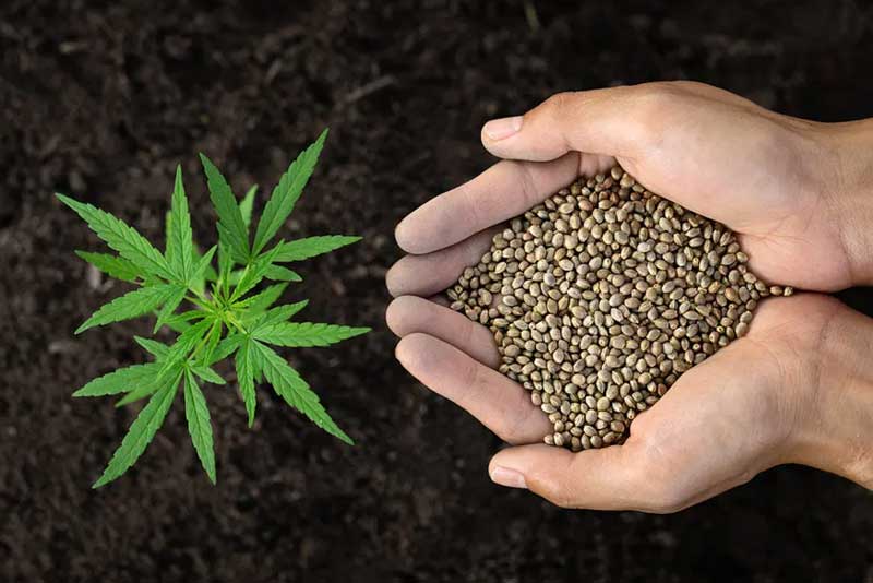 free cannabis seeds in hand with planted plant