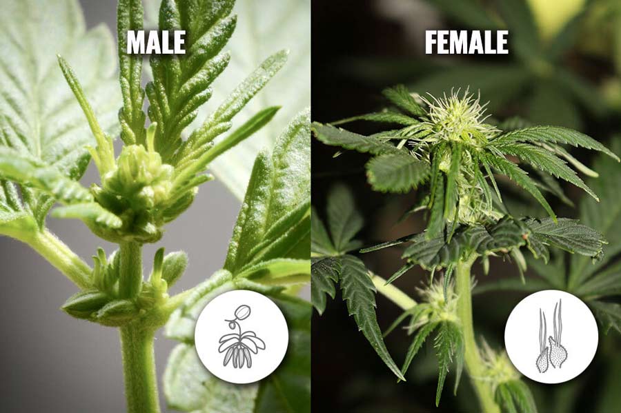 female plant vs a male cannabis plant