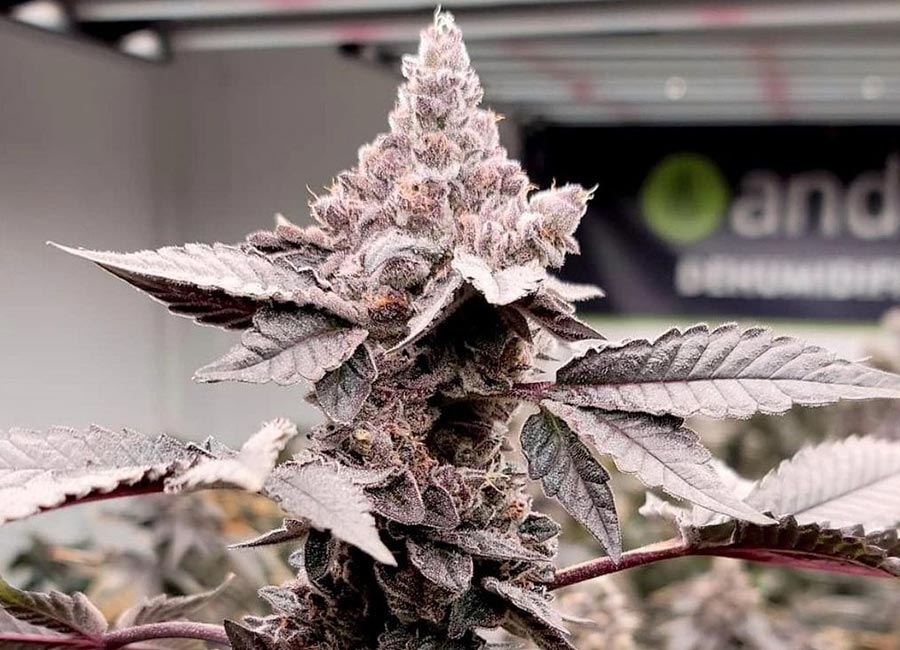 Cannabis Plant Growing Indoor
