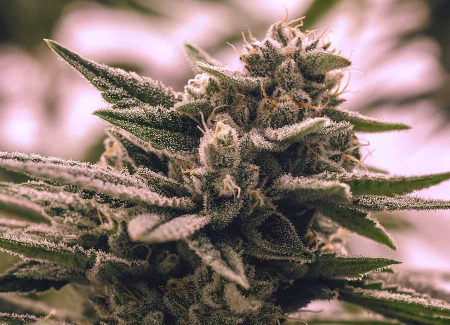 hybrid strain - Cannabis Plant