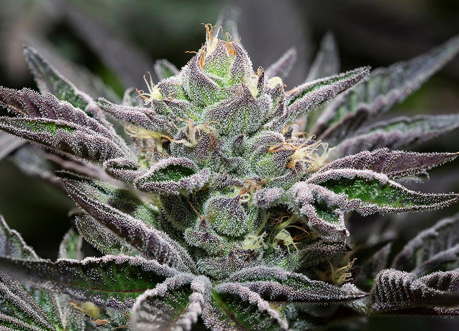 Cannabis Plant, Fully Grown