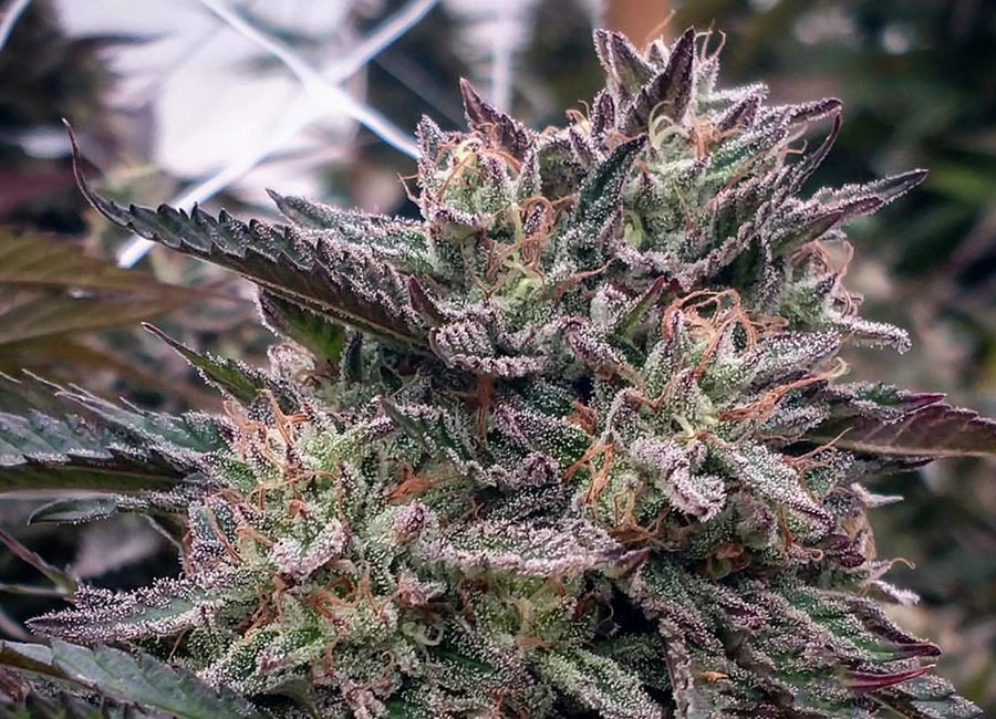 cannabis plant fully grown up close Lava Cake Strain
