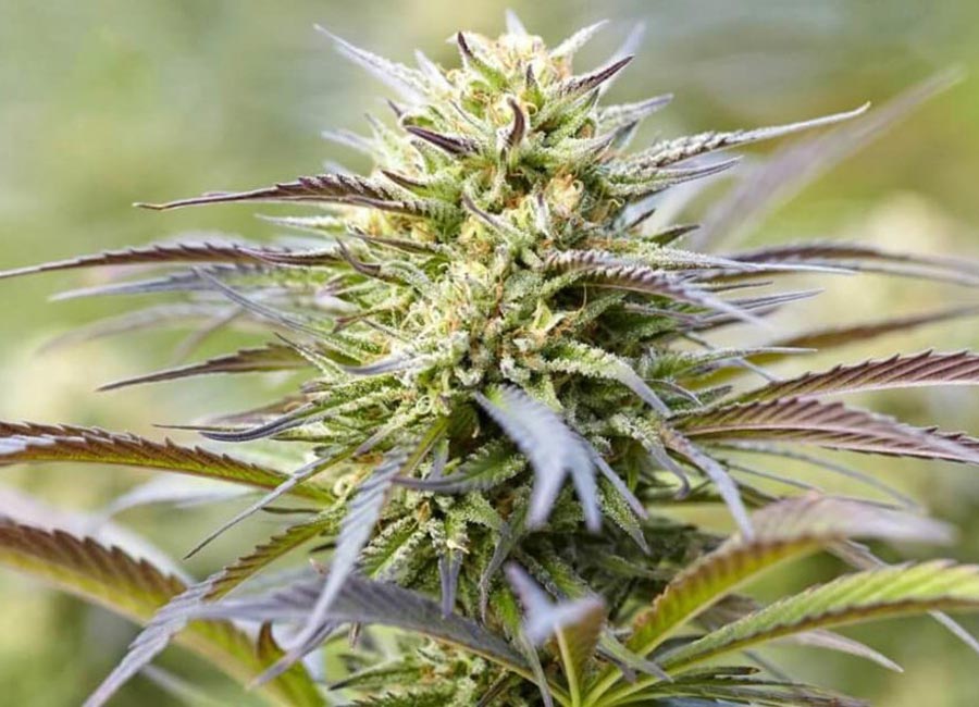 Cannabis Plant, Lemon Kush Flower
