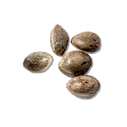 Different CBD Seeds and Hemp Seeds