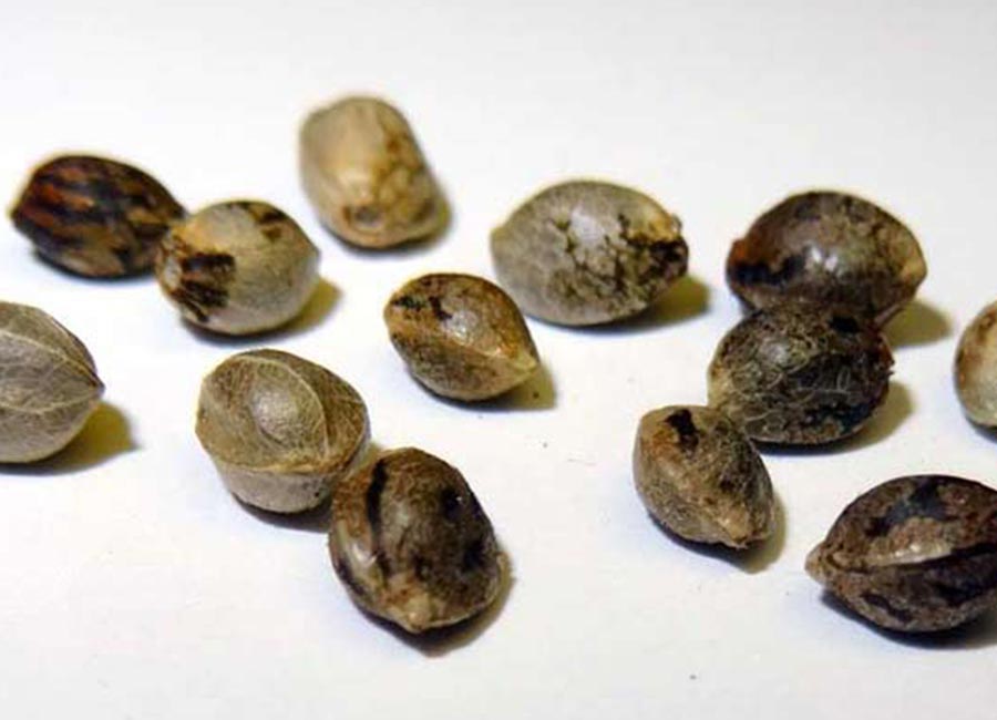 Sour Diesel Autoflower Seeds