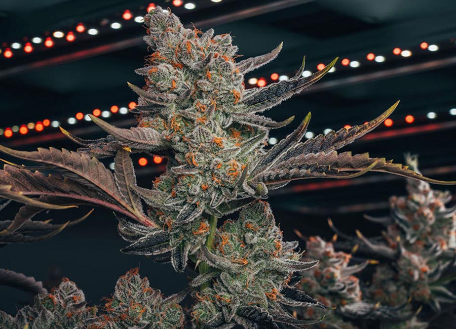 Cannabis Plant Fully Grown, White Runtz Feminized Flower