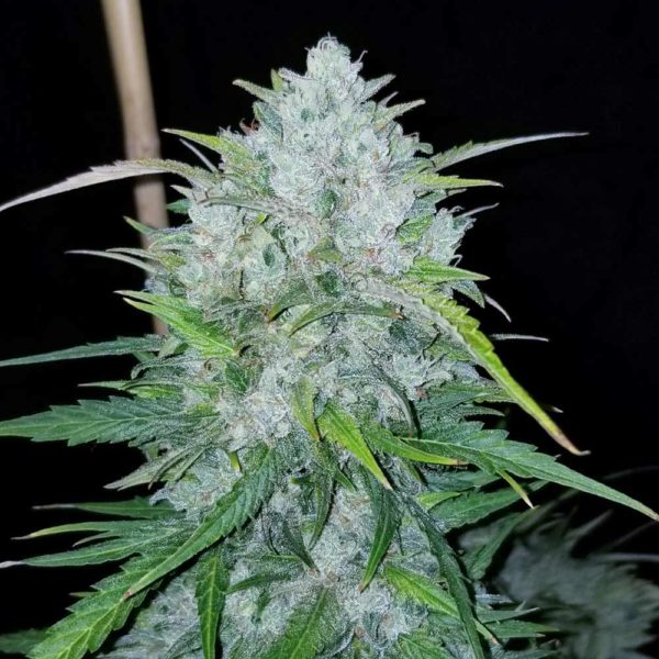 bruce banner autoflower top cola frothy buds