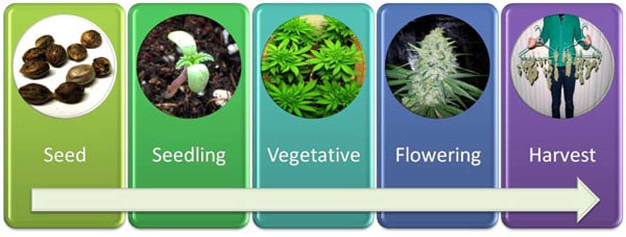 stages of growing feminized cannabis seeds