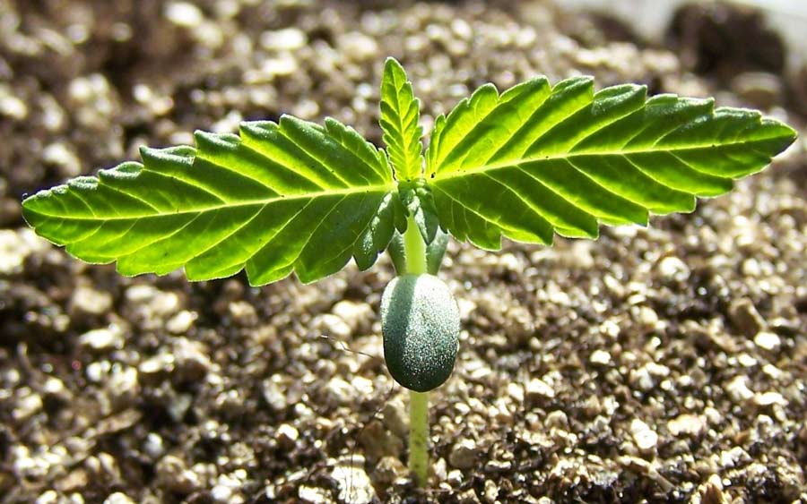Cannabis seed sprouting out of the soil
