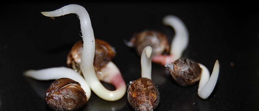 cannabis seeds germinated with tails