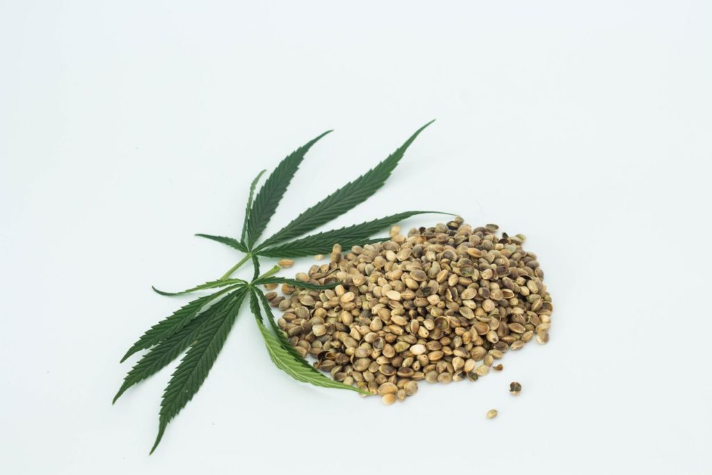 CBD and Hemp Seeds with different sized hemp plant leaves