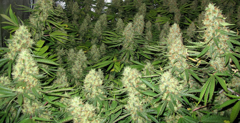 cannabis plant grower