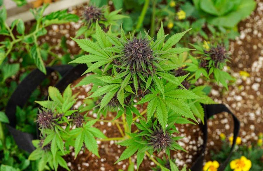 purple indica plant