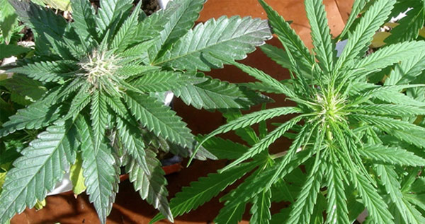 Indica and Sativa Cannabis Plants