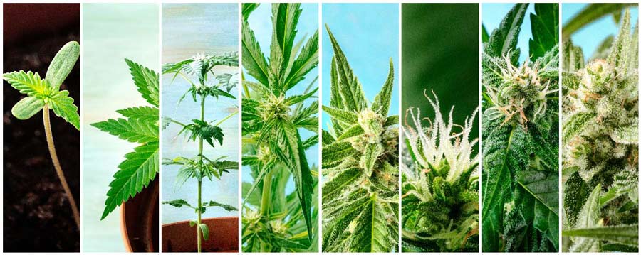 Stages of growing feminized cannabis seeds