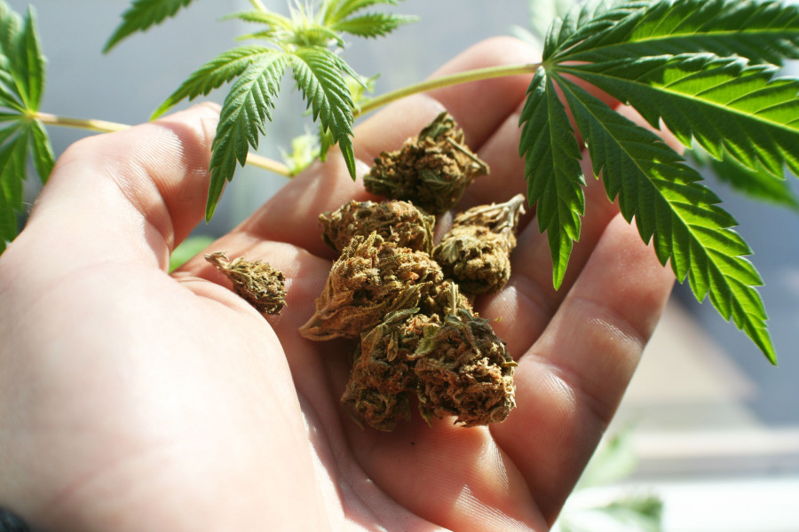 Cannabis Cured Nug Growing Cannabis Plant leaves