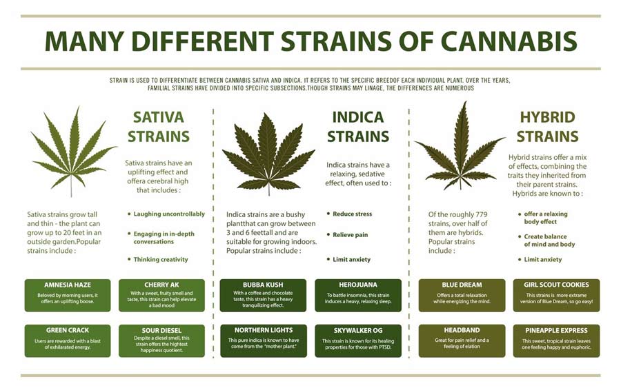 best types of cannabis strains hybrid sativa indica