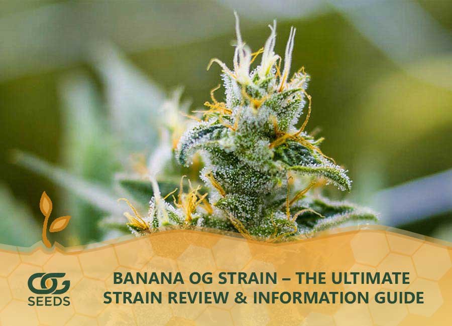 Banana OG Strain, The Ultimate Strain Review & Information Guide