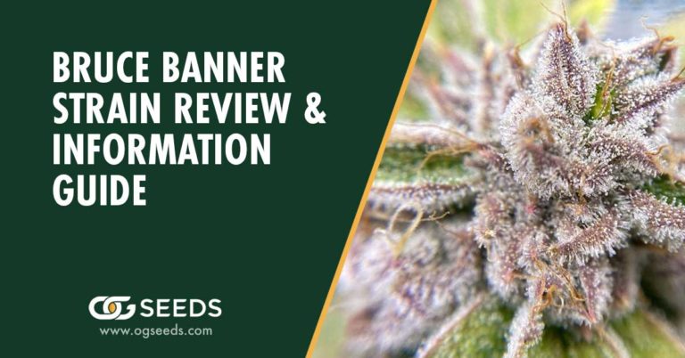 Bruce Banner Strain - The Ultimate Strain Review & Information Guide