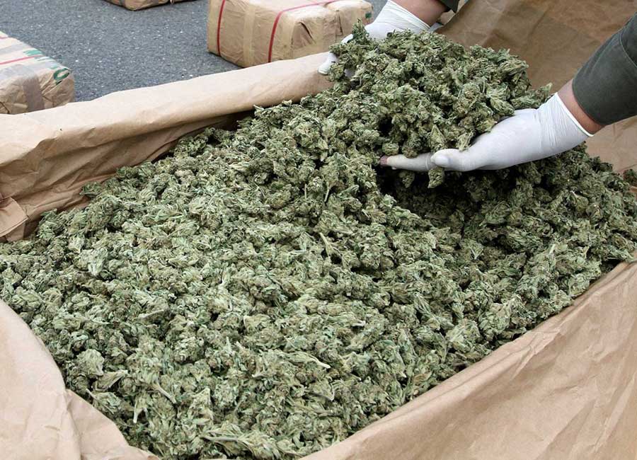 Cannabis Harvest, Bulk Marijuna in Bins