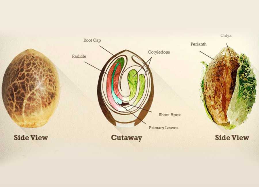 Cannabis Seed Inner Anatomy 