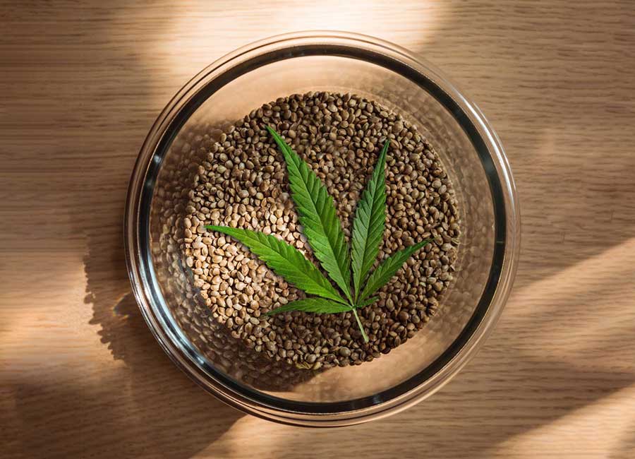 Cannabis Seeds in a Jar