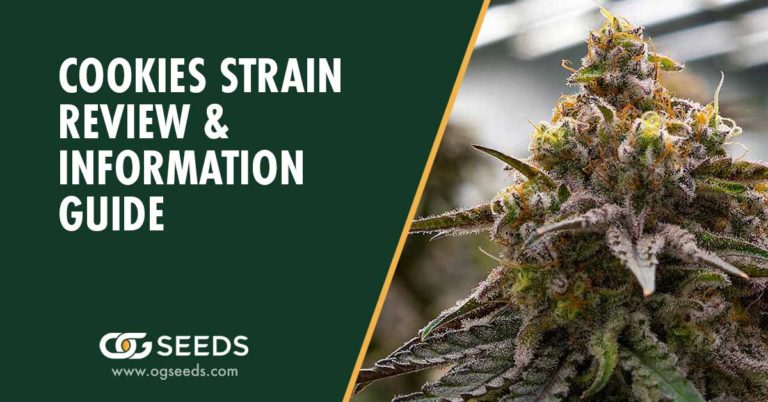 Cookies Strains - The Ultimate Strain Review & Information Guide
