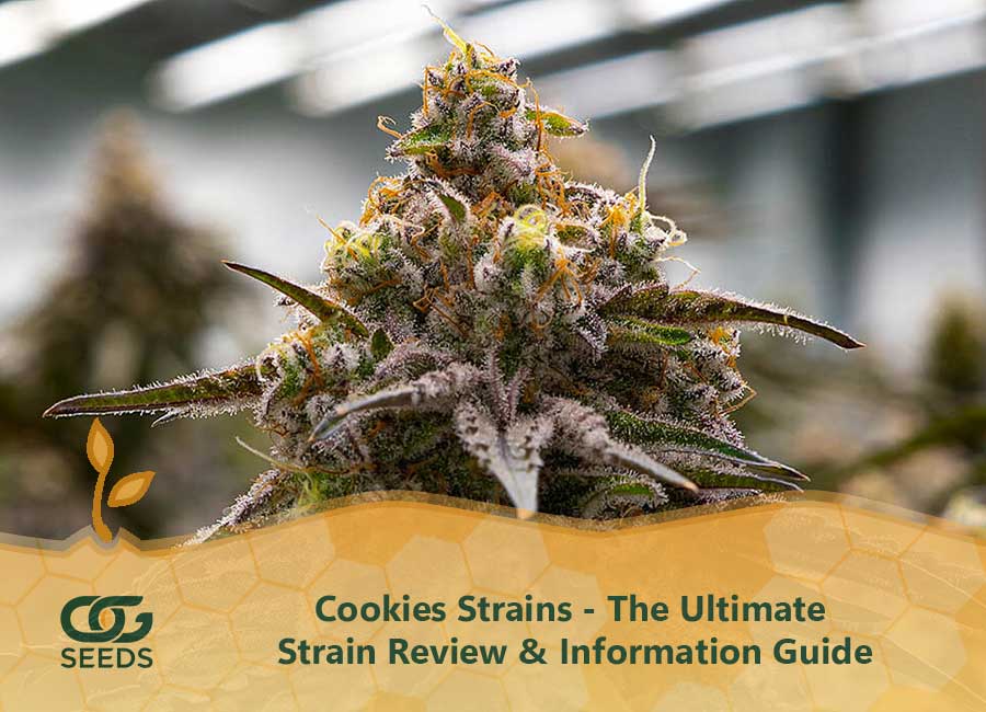 Cookies Strains The Ultimate Strain Review & Information Guide
