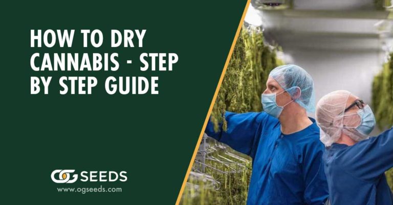 How to Dry Cannabis - Step by Step Guide