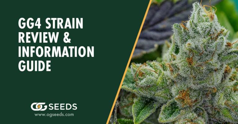 GG4 Strain - The Ultimate Strain Review & Information Guide