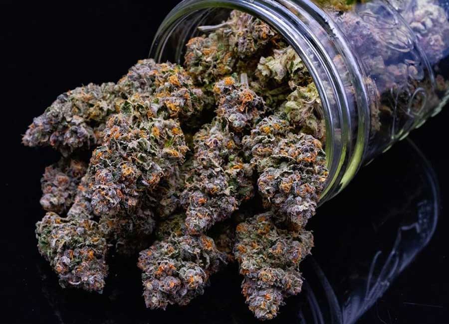 hybrid strain - Cannabis Buds