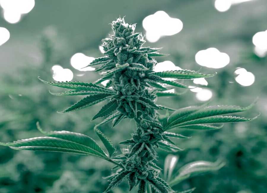 Growing High-Producing Autoflower Cannabis 