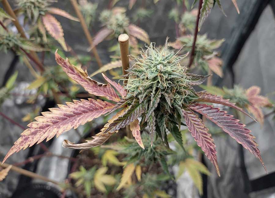 Growing Cannabis Plants Indoor