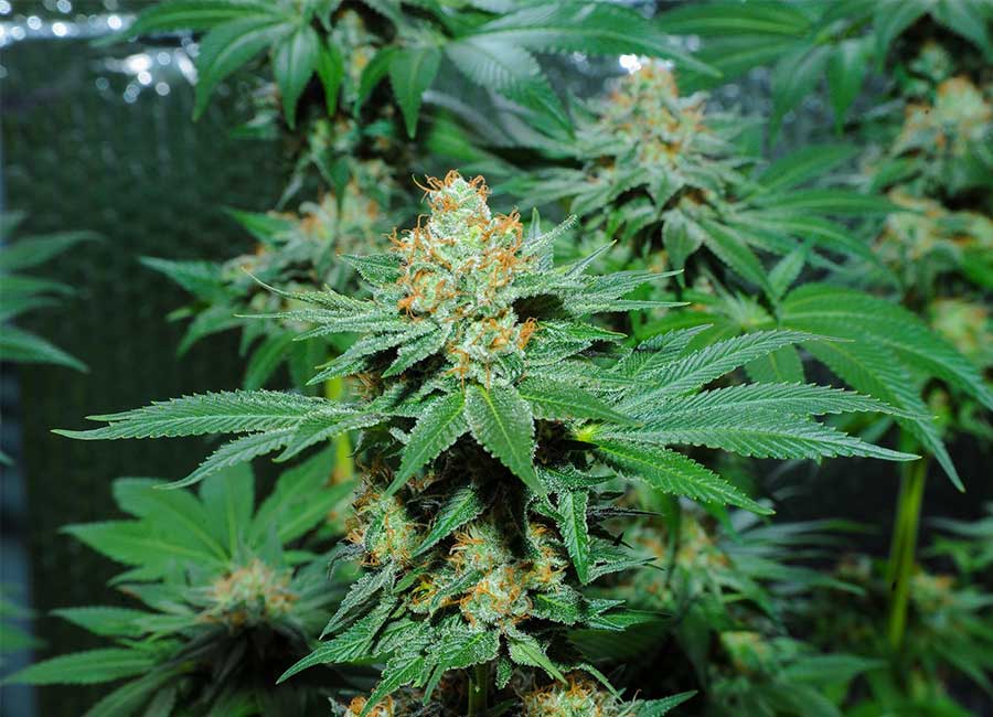 Cannabis Plants Growing Indoors