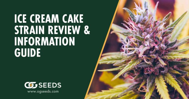 Cannabis Plant, Ice Cream Cake Strain